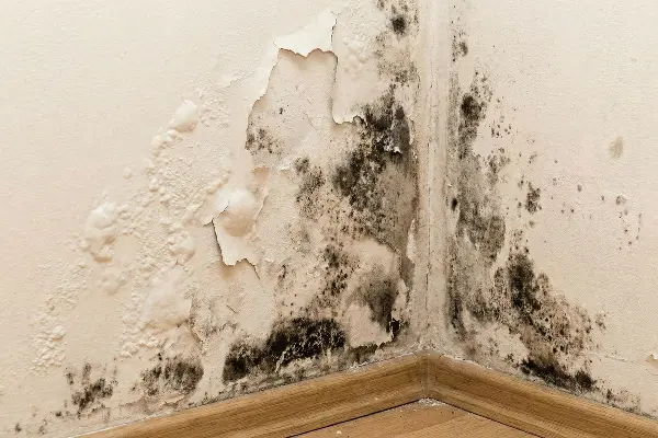 Estesa formazione di muffa nera e danni da umidità con scrostamento della pittura nell'angolo di un muro interno